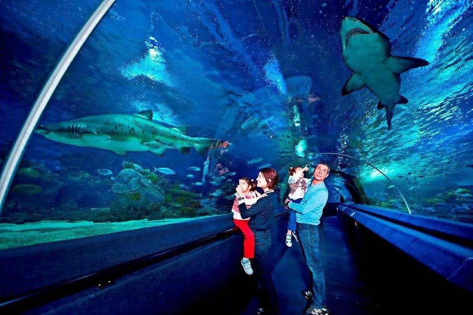 Aqua Florya Istanbul Akvaryum - Gallery Photo 6