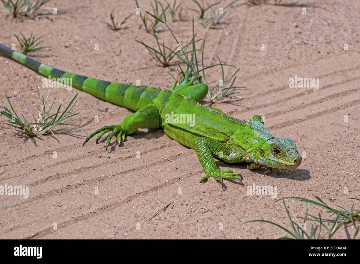 Iguana Crossing - Gallery Photo 1