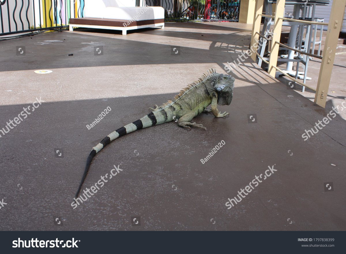 Iguana Crossing - Gallery Photo 2