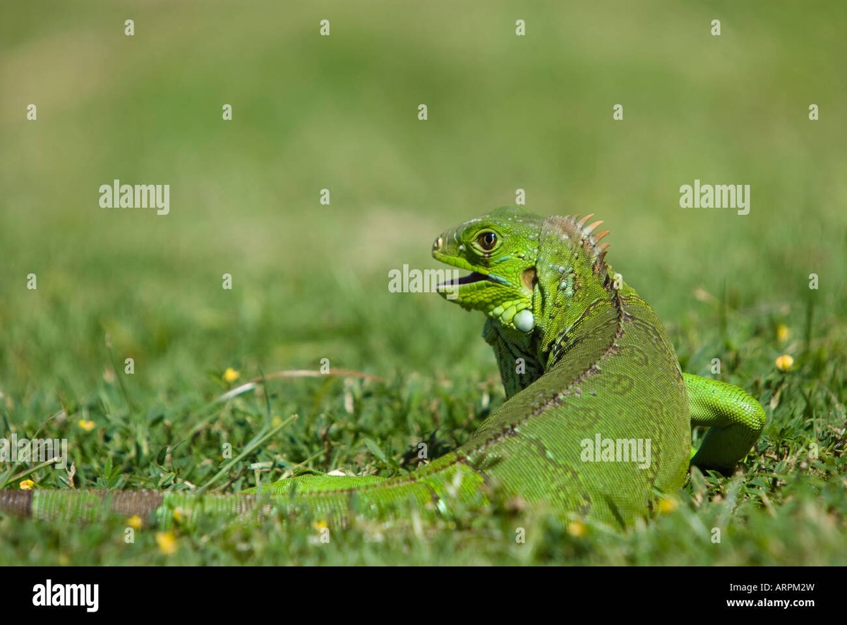 Iguana Crossing - Gallery Photo 4