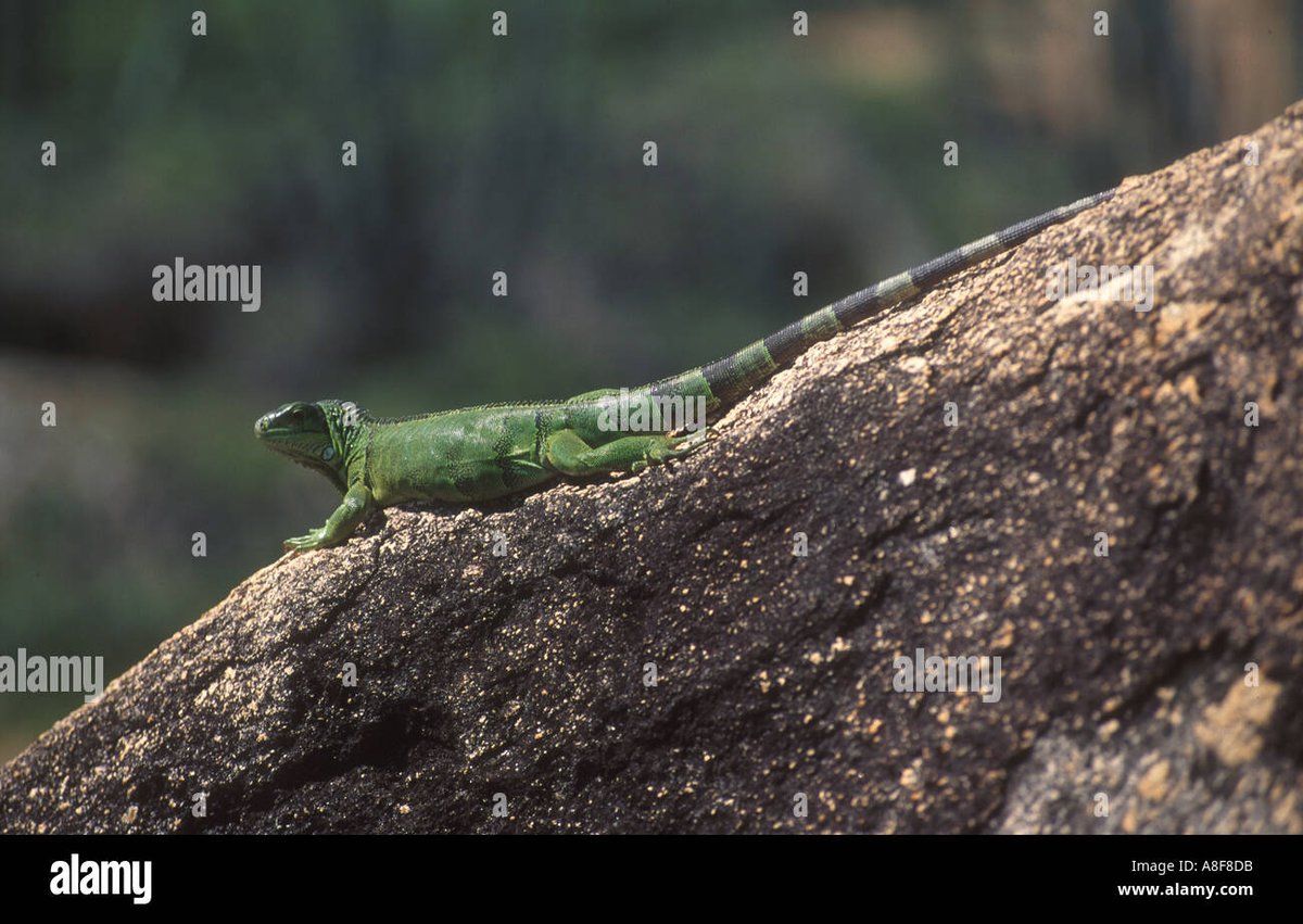 Iguana Crossing - Gallery Photo 5