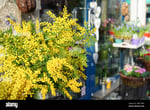 Mimosa Mall - Thumbnail 3 Mimosa Mall - Thumbnail 3