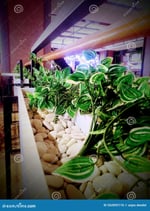 City Square Mall Semarang - Thumbnail 5