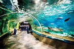Aqua Florya Istanbul Akvaryum - Thumbnail 2