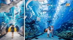 Aqua Florya Istanbul Akvaryum - Thumbnail 4