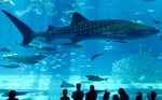 Aqua Florya Istanbul Akvaryum - Thumbnail 5
