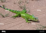 Iguana Crossing - Thumbnail 1