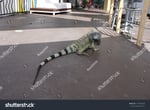 Iguana Crossing - Thumbnail 2