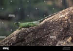 Iguana Crossing - Thumbnail 5