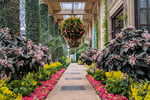 Winter Garden Village - Thumbnail 4