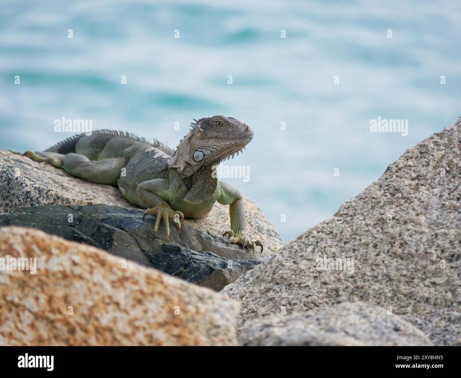 Iguana Crossing - Gallery Photo 3