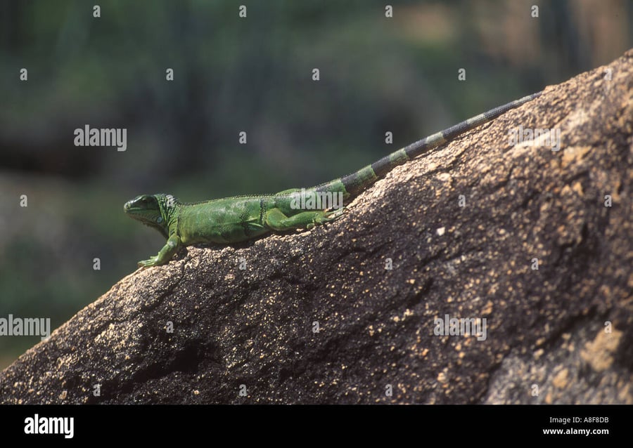 Iguana Crossing - Gallery Photo 5